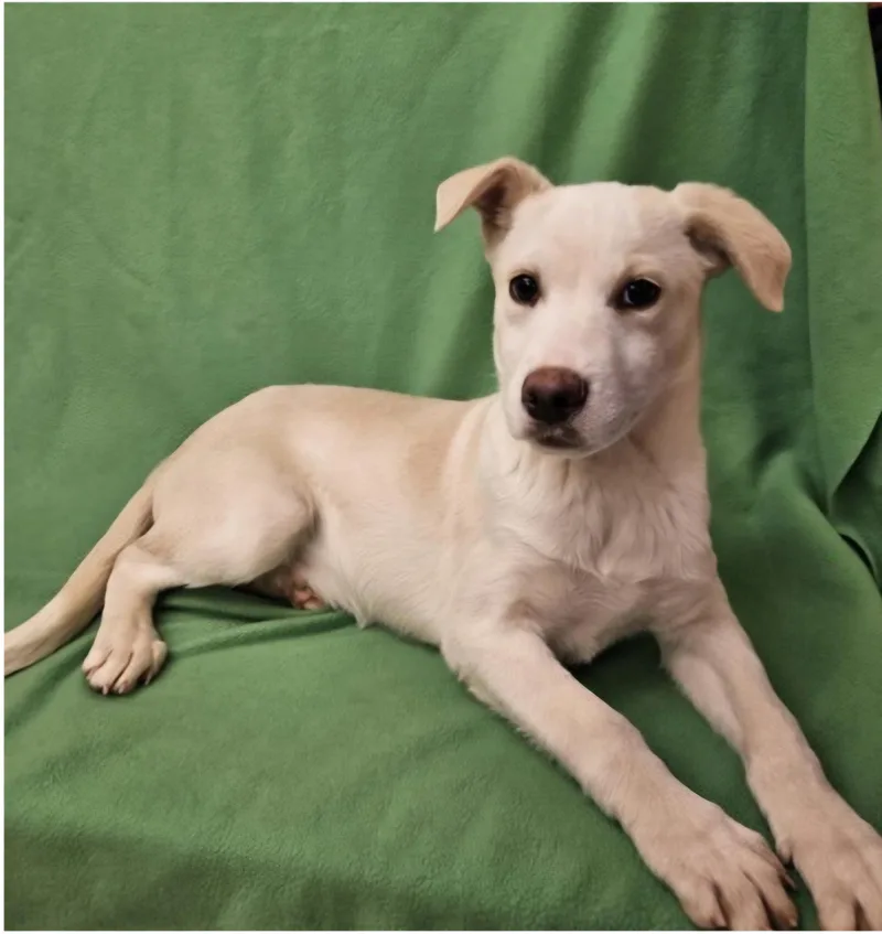 Leonardo thumbnail 3