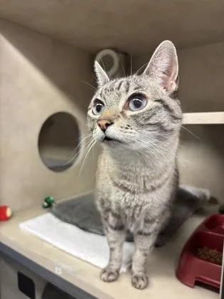 Khaleesi thumbnail 2