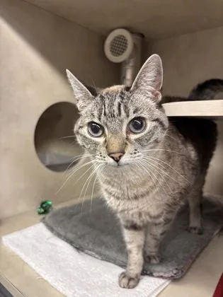 Khaleesi thumbnail 3