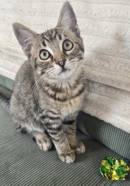 Gazpacho thumbnail 2