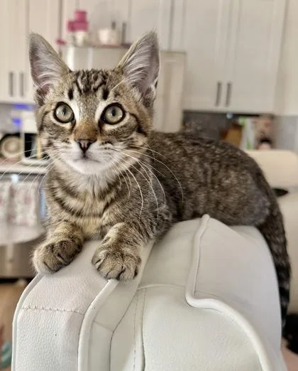 Gazpacho thumbnail 3