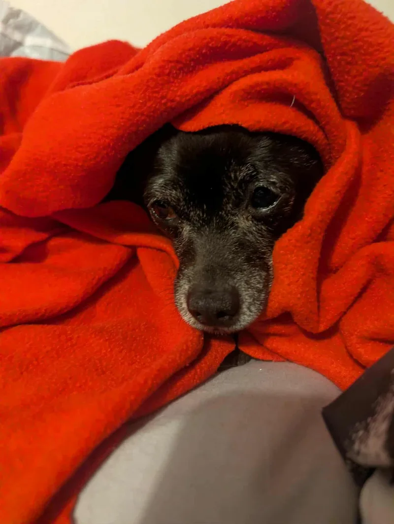 Mr & Missy thumbnail 5