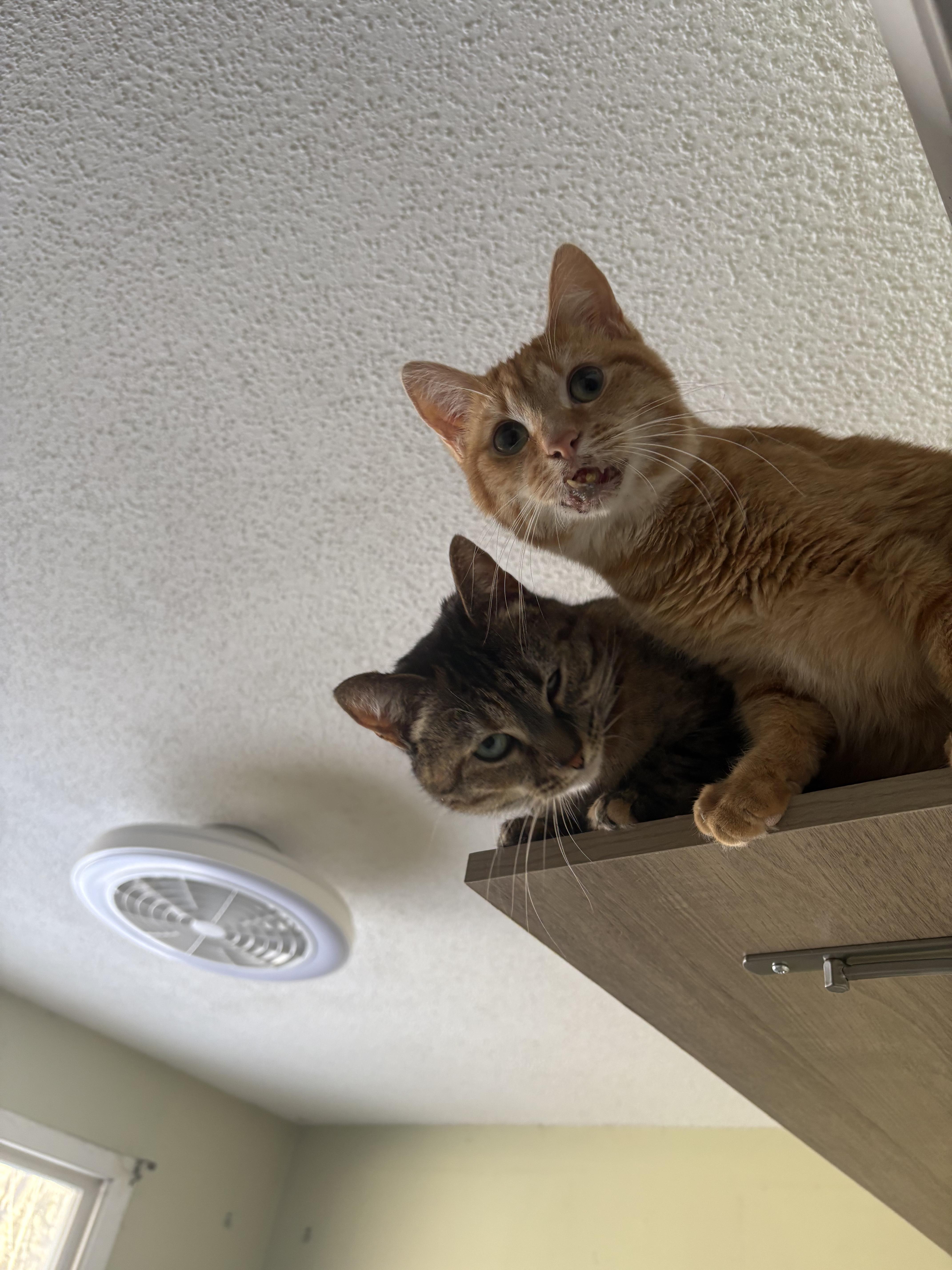 Vienna & Prague thumbnail 3