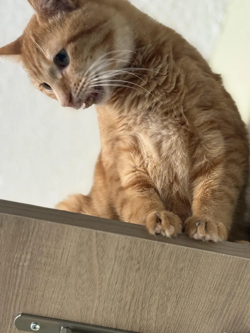 Vienna & Prague thumbnail 5