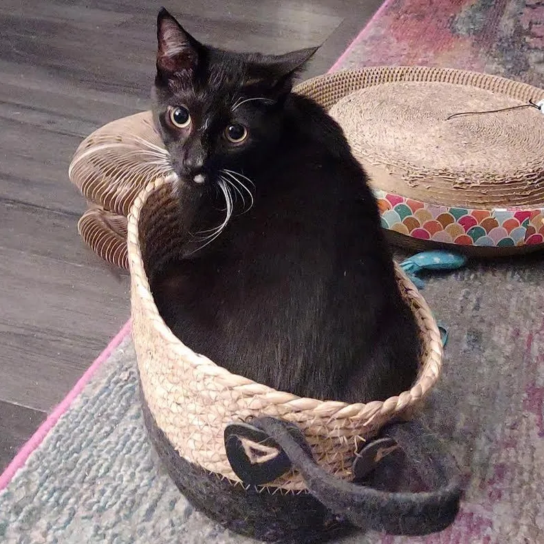 Clover & Chive thumbnail 2