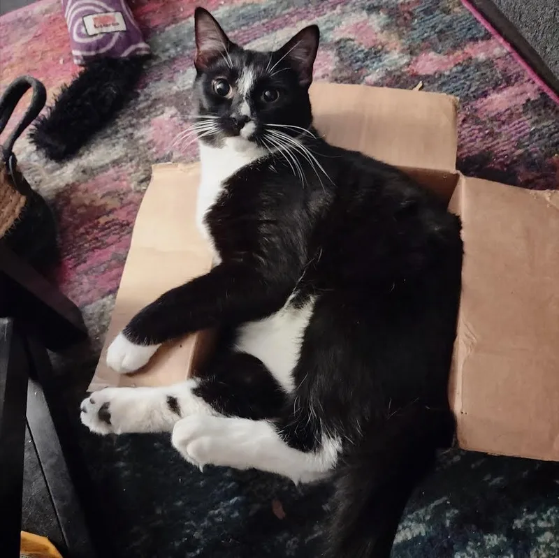 Clover & Chive thumbnail 3