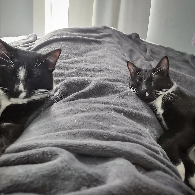 Clover & Chive thumbnail 4