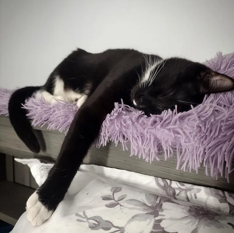 Clover & Chive thumbnail 5