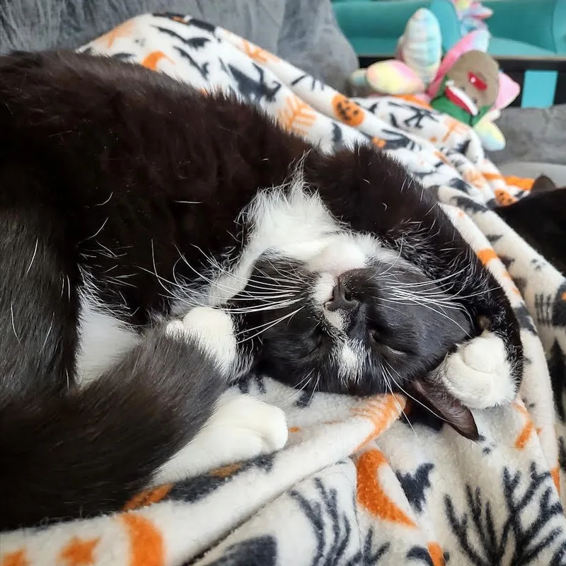 Clover & Chive thumbnail 6