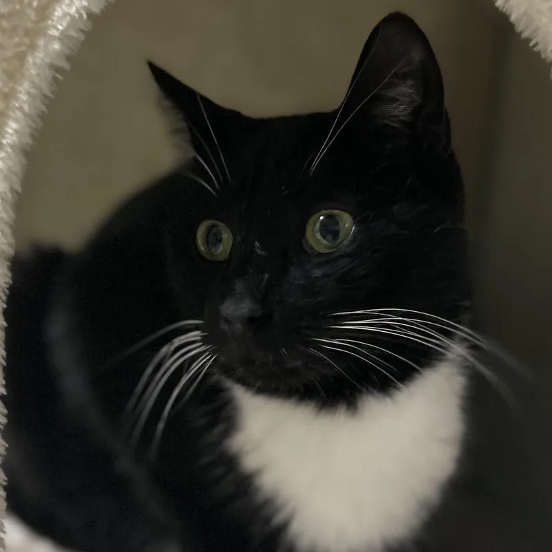 Midnight: The Dapper Conversationalist