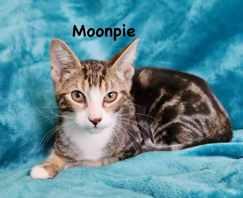 Moonpie
