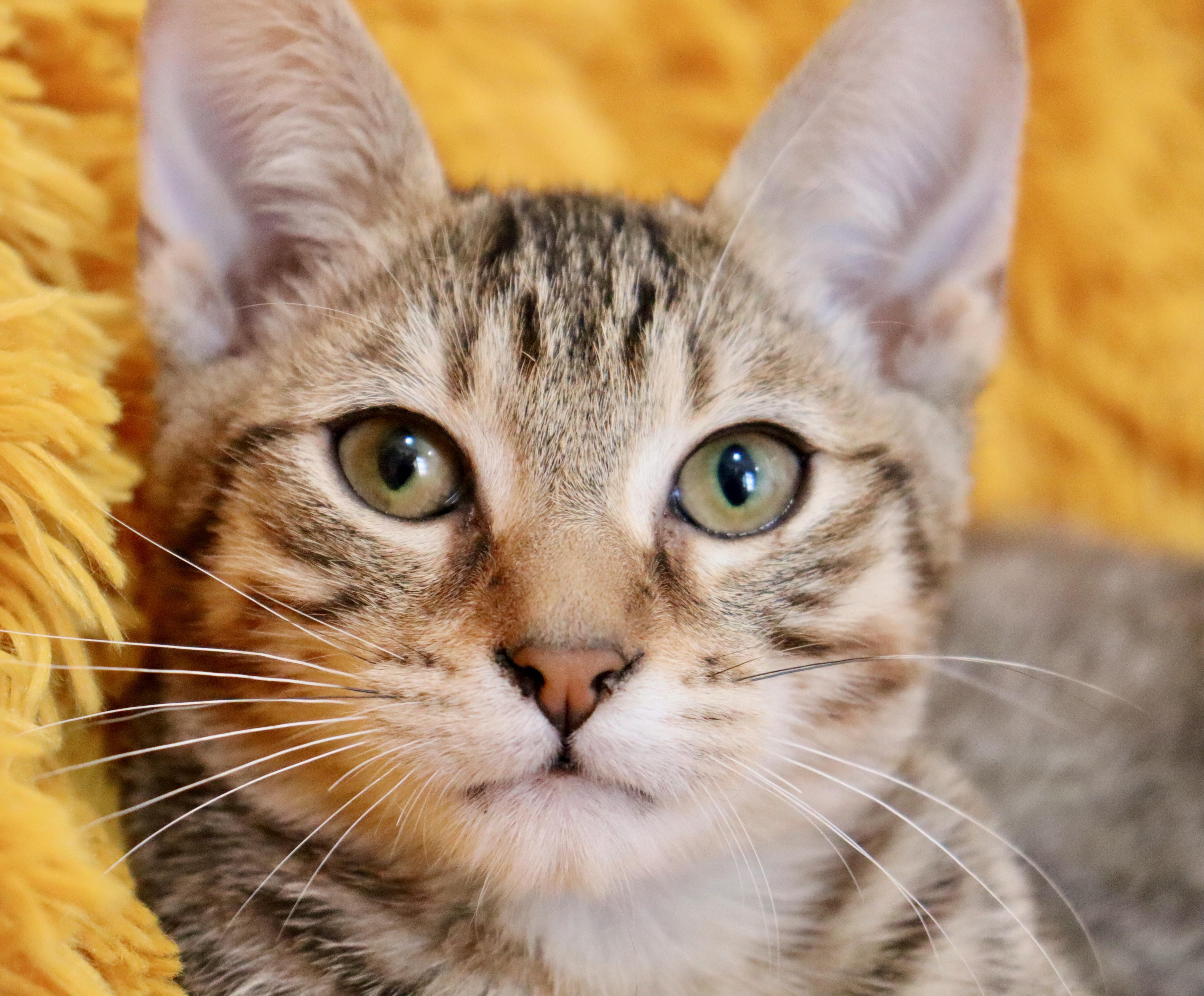 Star Crunch thumbnail 2