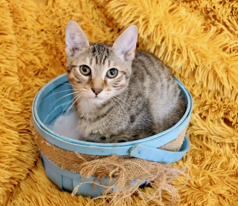 Star Crunch thumbnail 3