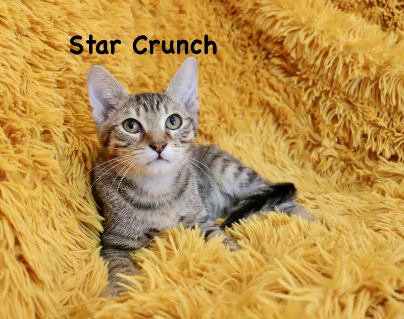 Star Crunch thumbnail 4