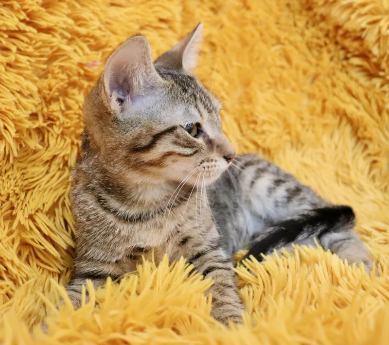 Star Crunch thumbnail 5