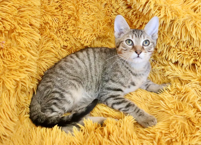 Star Crunch thumbnail 6