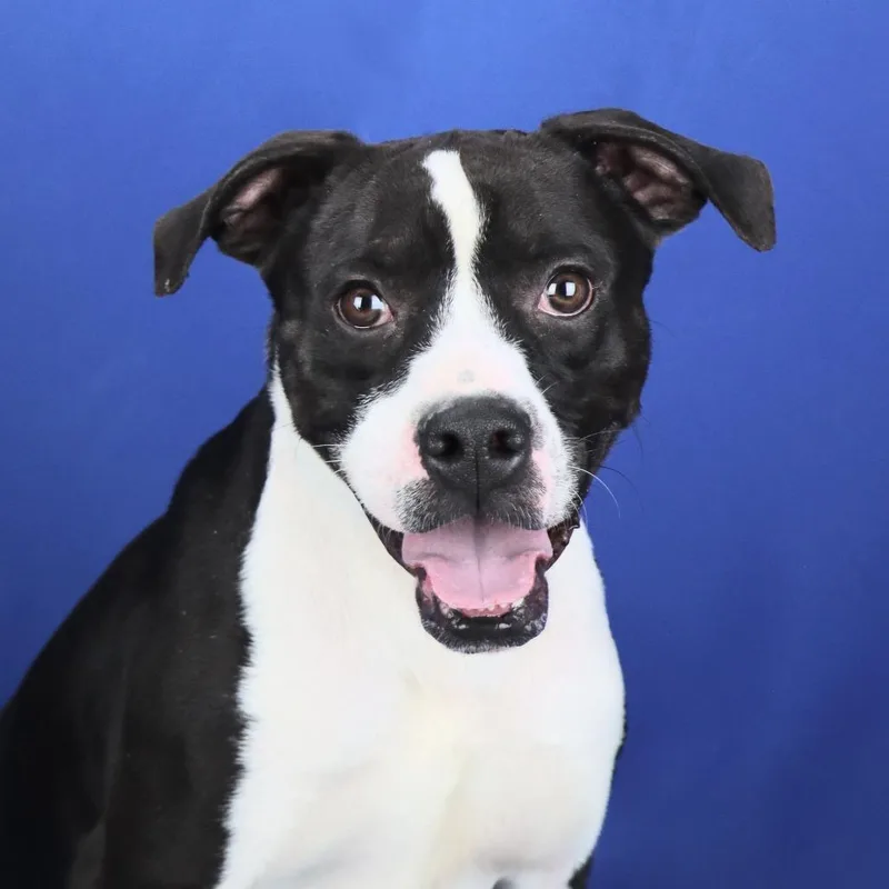 Spunky  T thumbnail 2