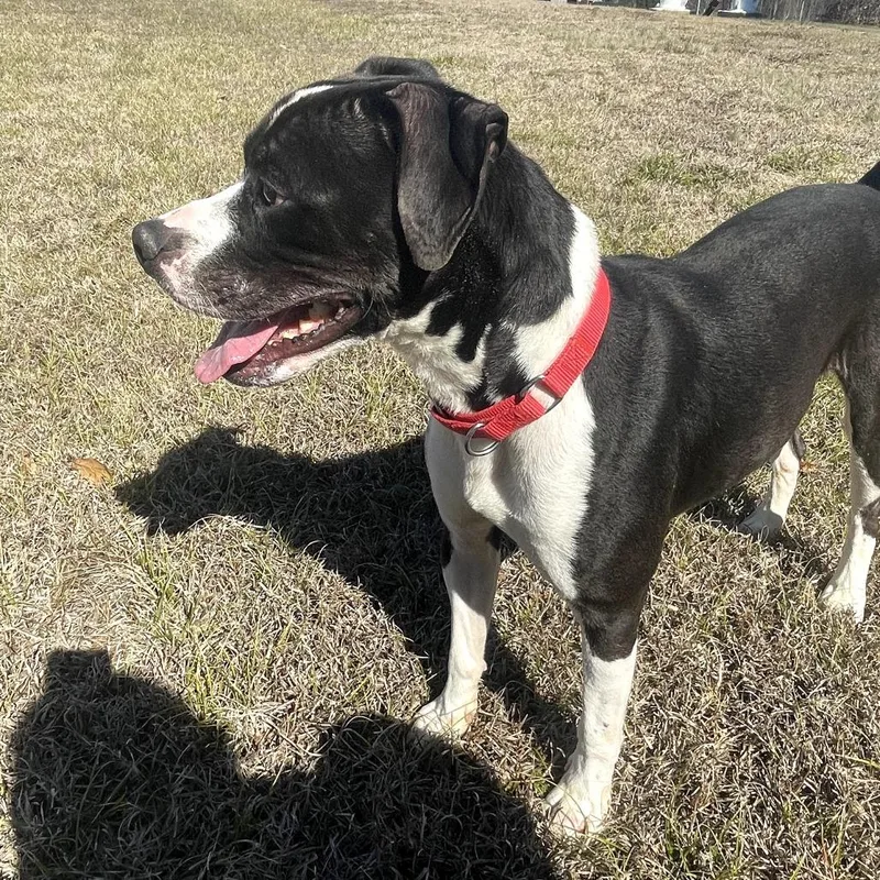 Spunky  T thumbnail 3