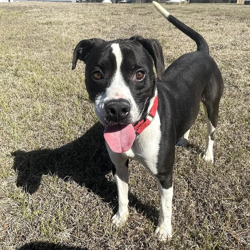 Spunky  T thumbnail 4