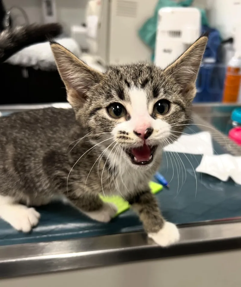 The Hierophant thumbnail 2