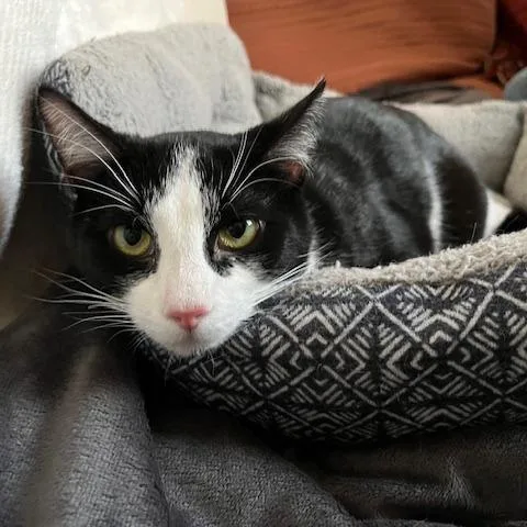 Monk Fruit thumbnail 2