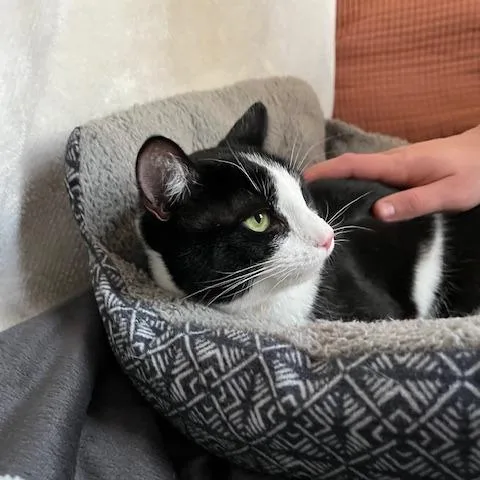 Monk Fruit thumbnail 3