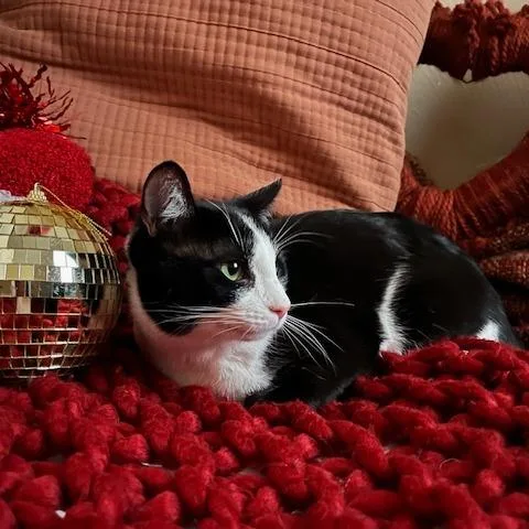 Monk Fruit thumbnail 4