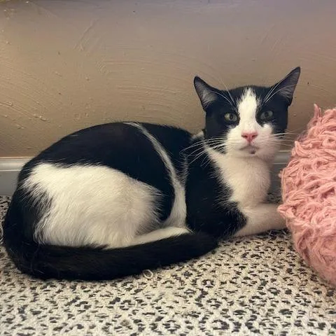 Monk Fruit thumbnail 5