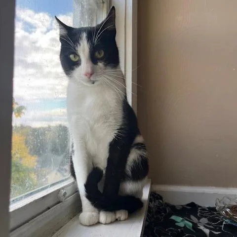 Monk Fruit thumbnail 6