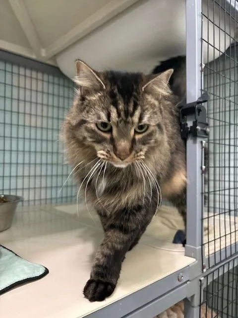 Soda Pop thumbnail 2