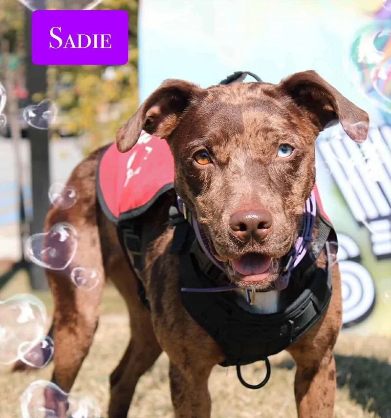 Sadie thumbnail 2