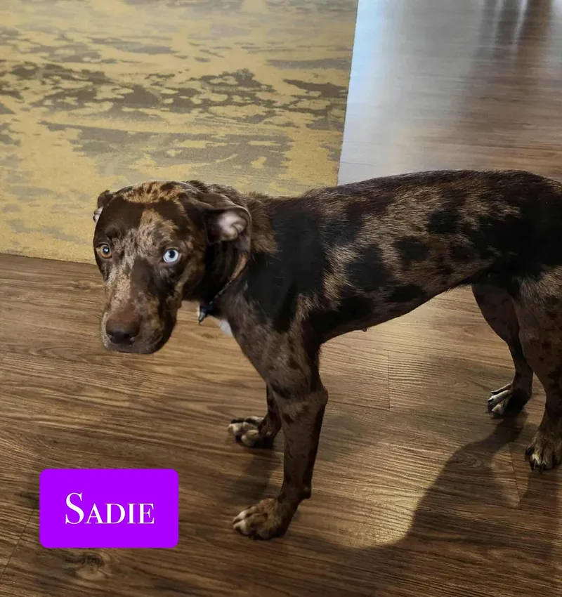 Sadie thumbnail 4