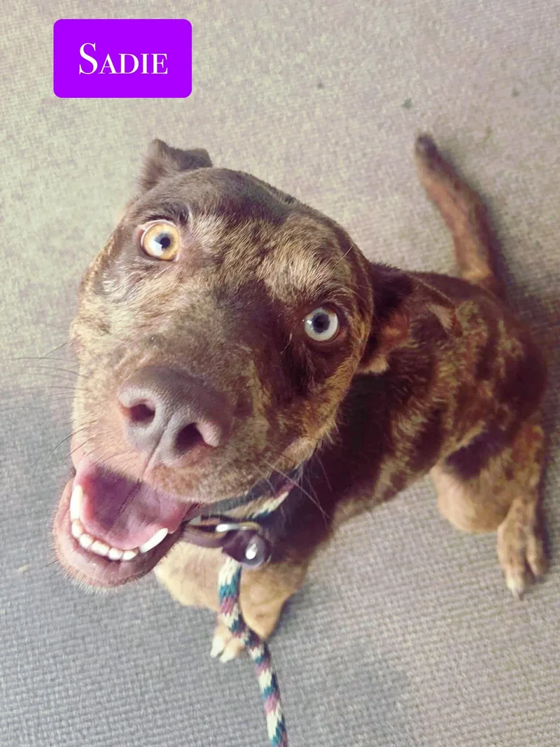 Sadie thumbnail 5