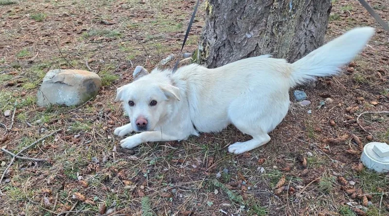 A young large-sized male Retriever dog named Granger for adoption in Thompson Falls, MT