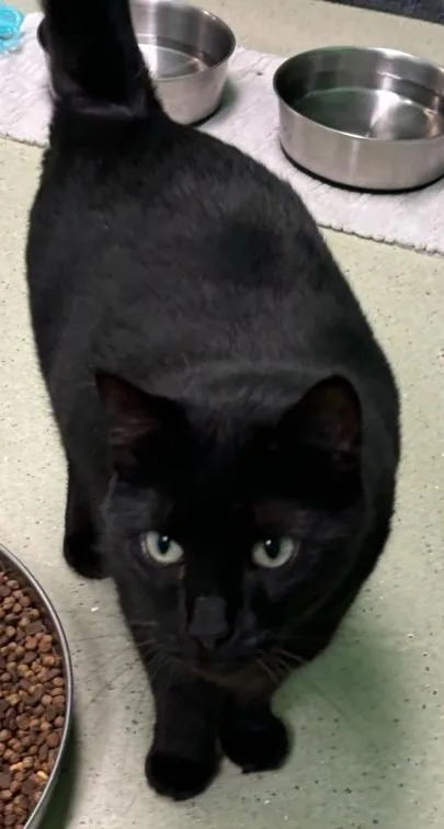 An adult large-sized female Domestic Short Hair cat named Binx for adoption in Cincinnati, OH