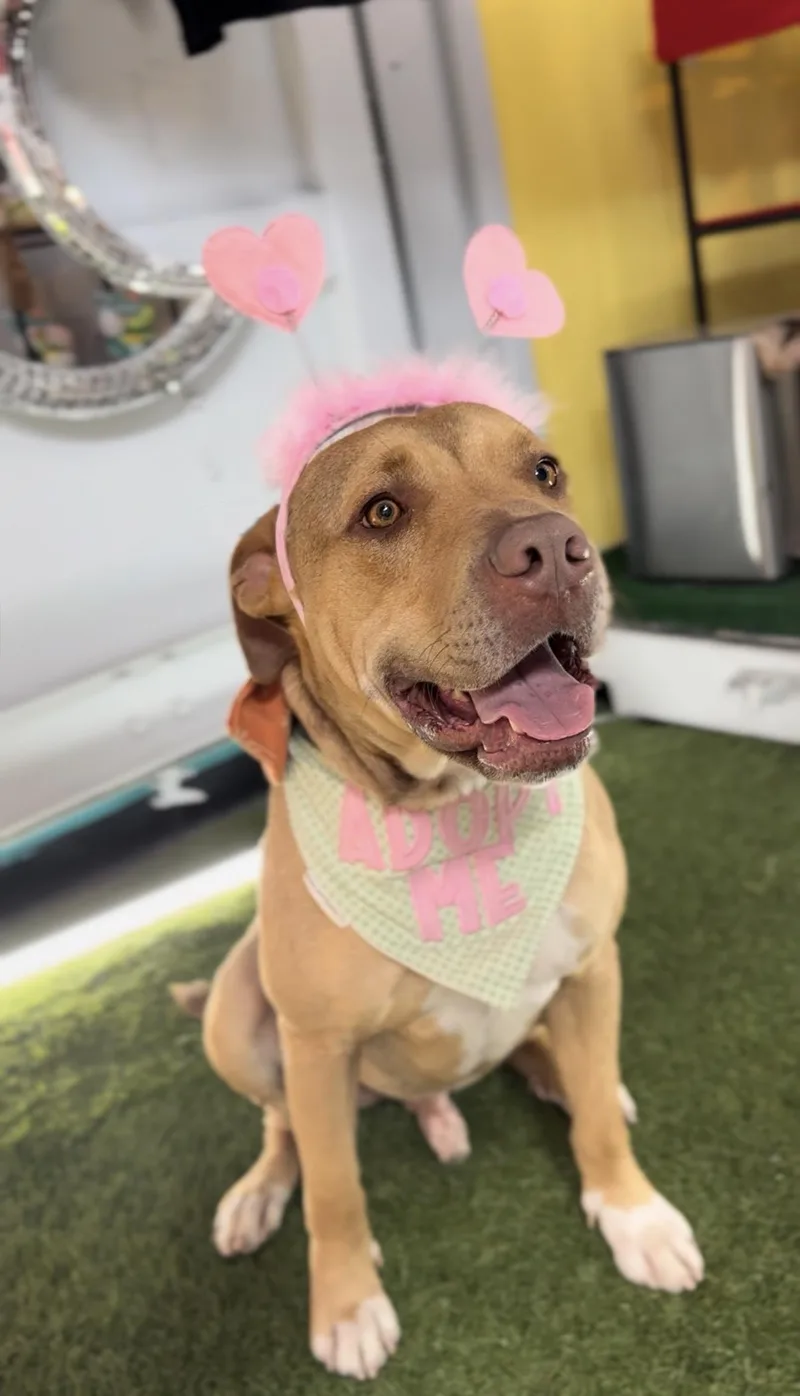 Teddy Roo Ruxpin thumbnail 3