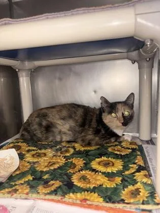 Madam Giry thumbnail 2