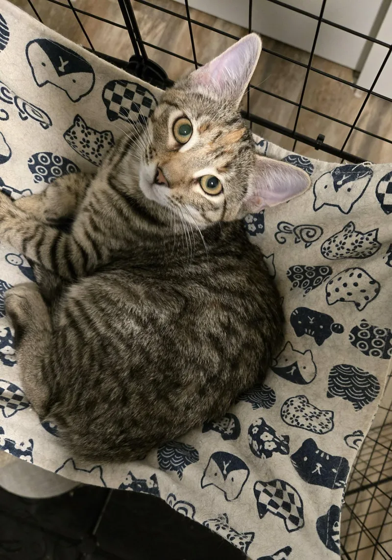 Bombay =^.^= thumbnail 2