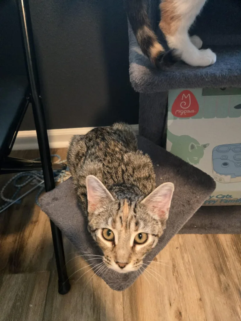 Bombay =^.^= thumbnail 3