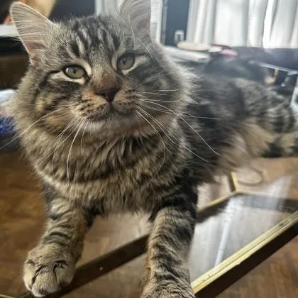 Griswold thumbnail 2