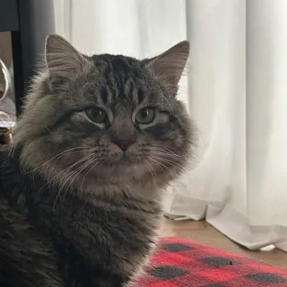 Griswold thumbnail 3