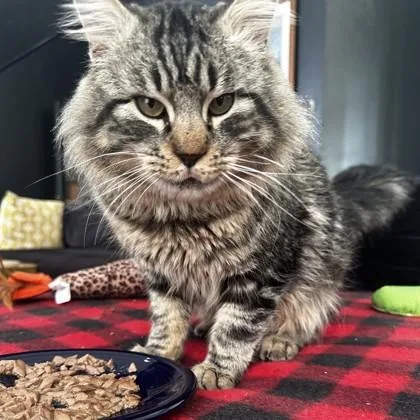 Griswold thumbnail 5