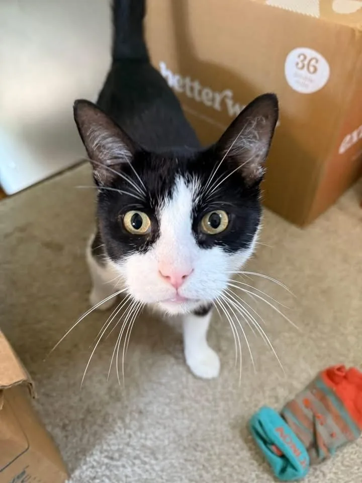 Maveryck thumbnail 2