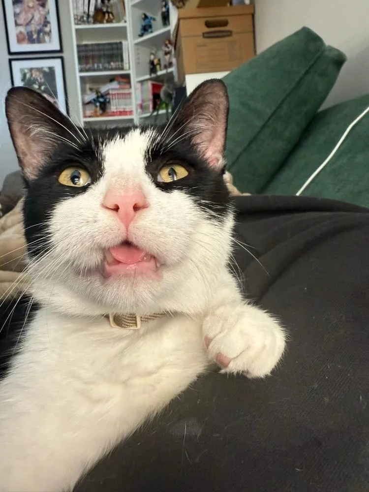 Maveryck thumbnail 3