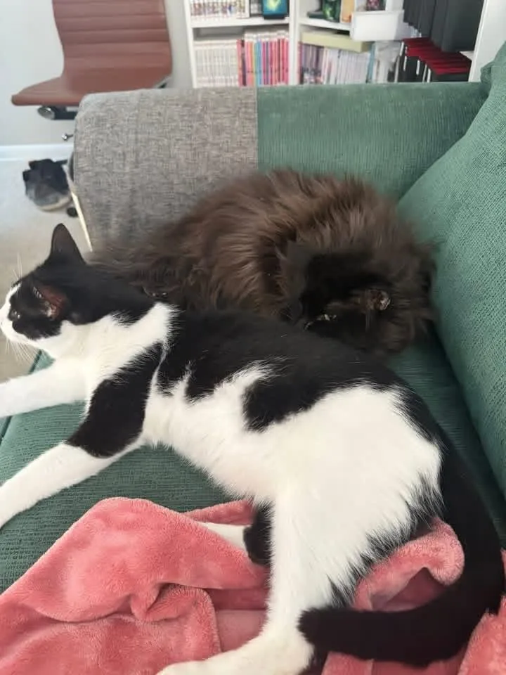 Maveryck thumbnail 5