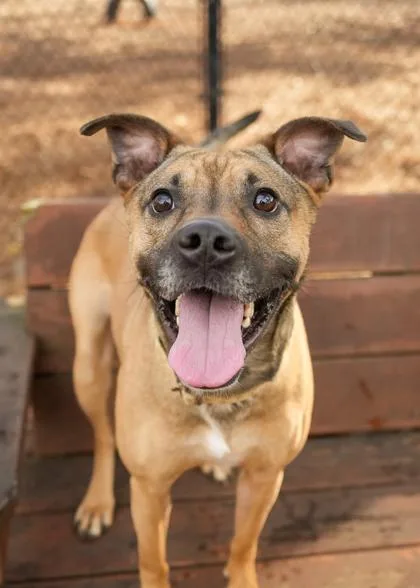 Snickers thumbnail 2