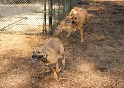 Snickers thumbnail 3