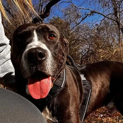 Mr. Hank thumbnail 2