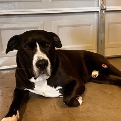 Mr. Hank thumbnail 3