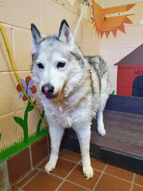 A senior medium-sized female Siberian Husky dog named Mia for adoption in Castaic, CA